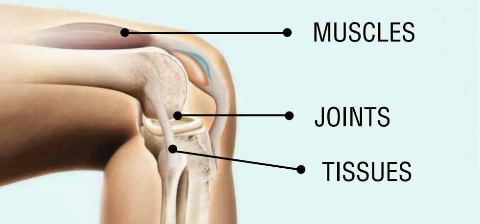 knee illustration